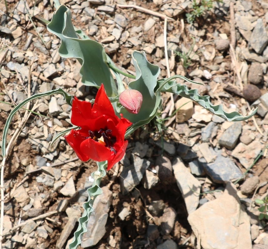 Image of Tulipa florenskyi specimen.