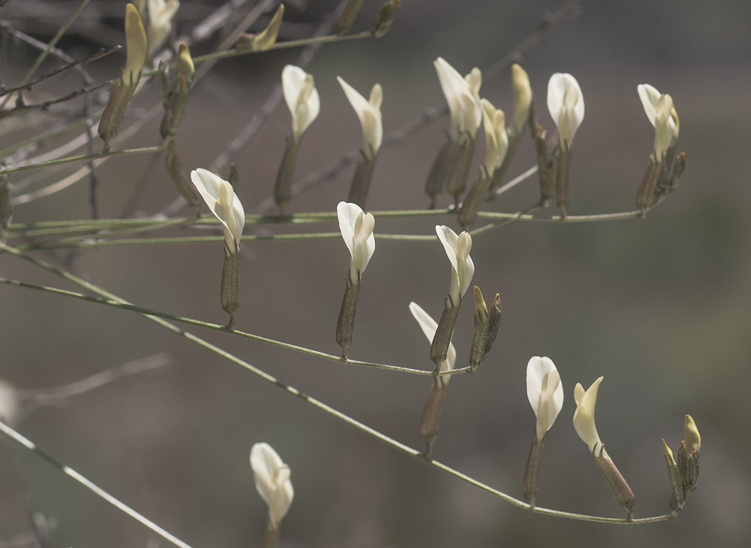 Изображение особи Astragalus ucrainicus.