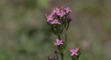 Centaurium подвид turcicum