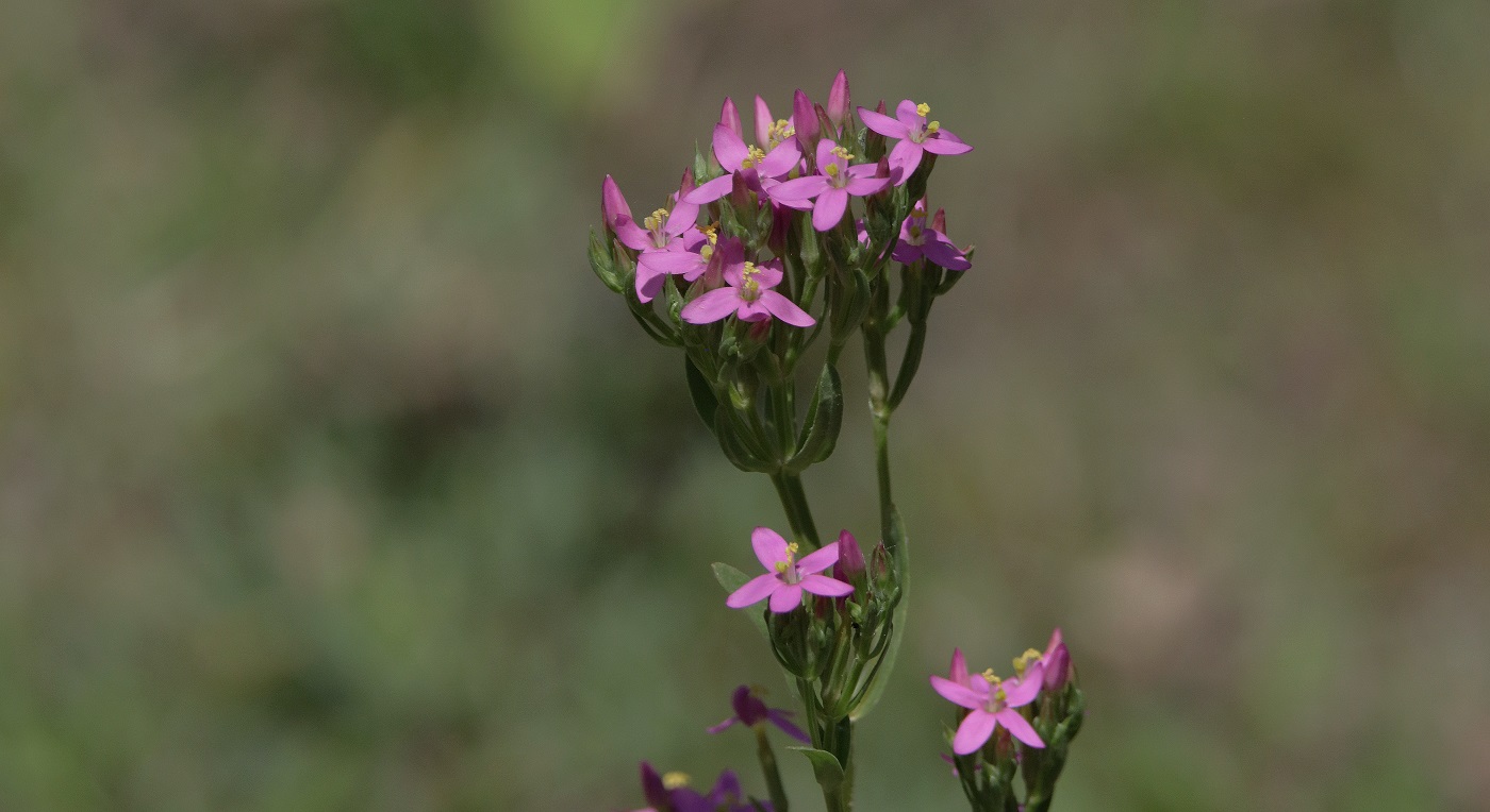 Image of Centaurium erythraea ssp. turcicum specimen.