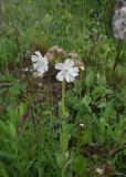 Melandrium latifolium