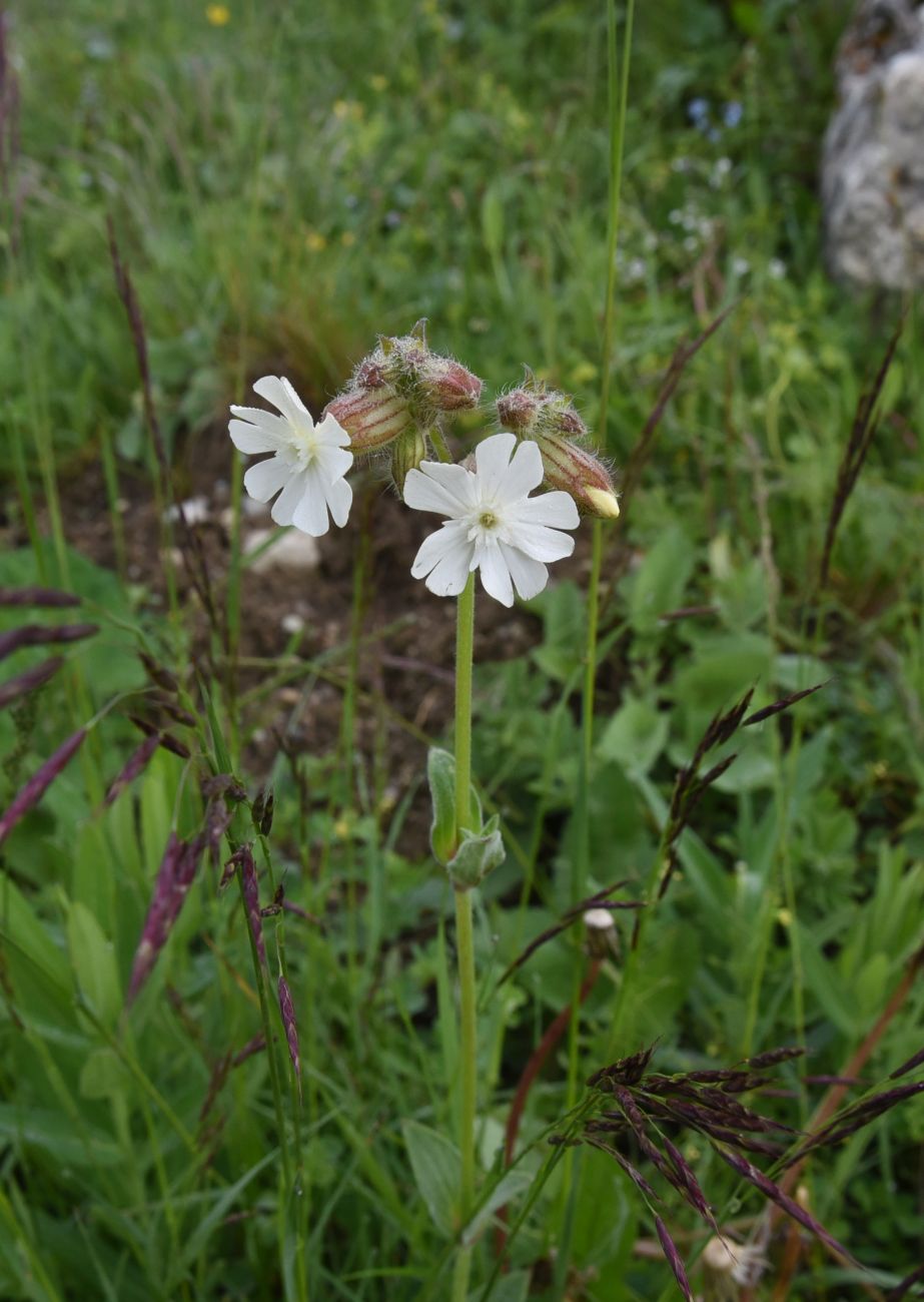 Изображение особи Melandrium latifolium.