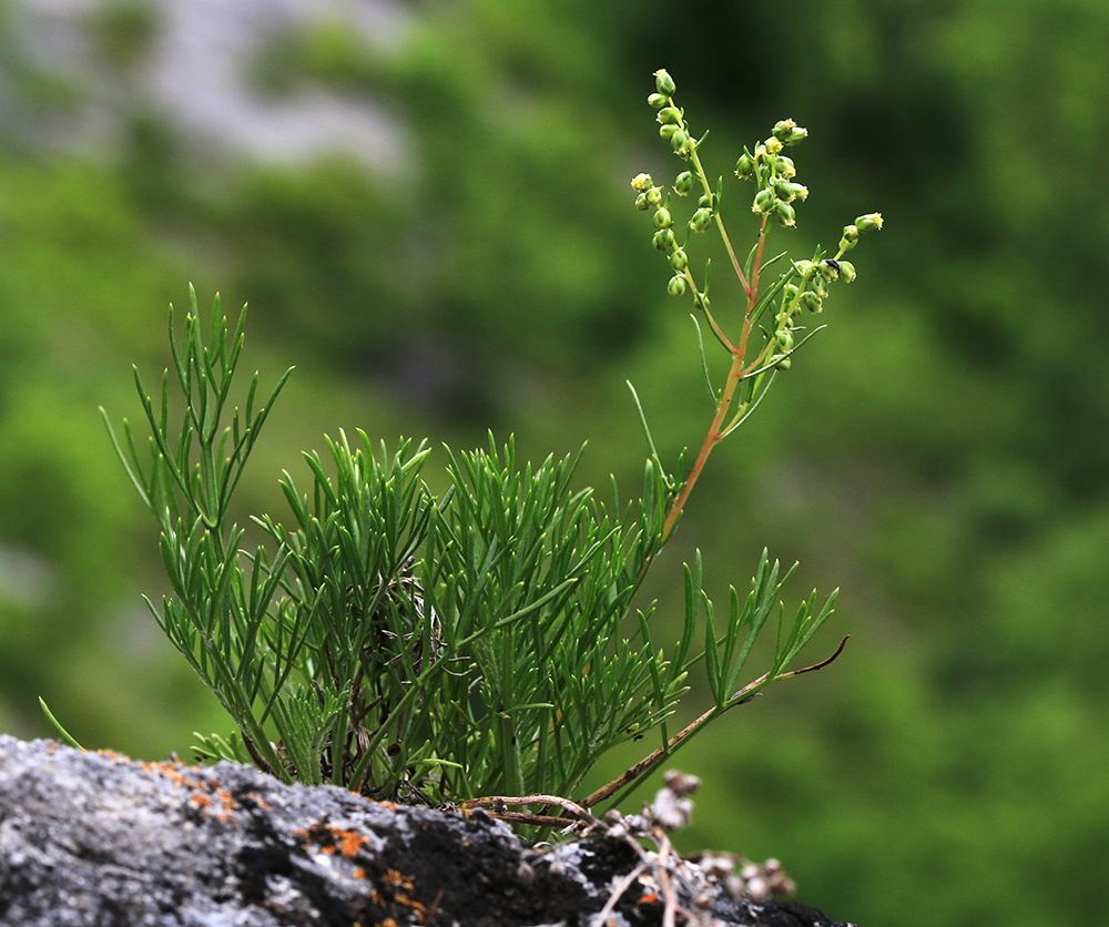 Изображение особи Artemisia commutata.