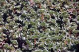 род Alchemilla. Листья. Эфиопия, провинция Бале, аураджа Фасиль, национальный парк \"Горы Бале\", плато Санети, высота 4100 м н.у.м. 28.12.2014.