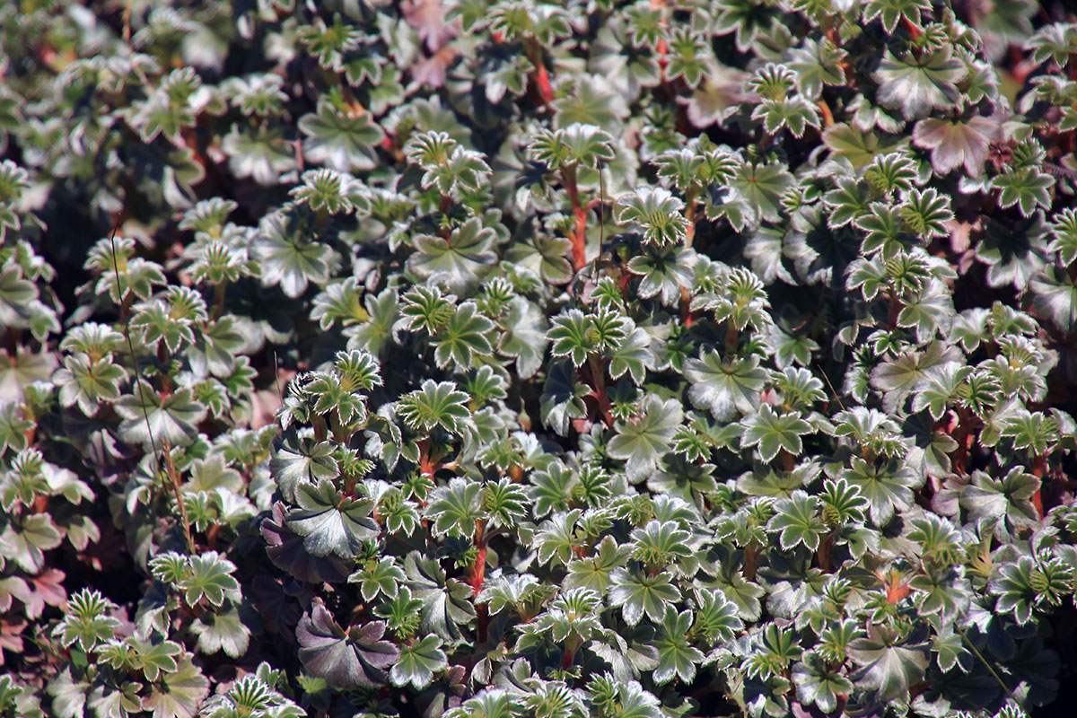 Image of genus Alchemilla specimen.
