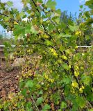 Ribes aureum