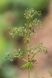 род Galium. Верхушка плодоносящего растения. Краснодарский край, Пшадский сельский округ, окр. с. Криница, ущ. Грекова щель, сосновый лес на склоне горы. 09.07.2022.