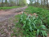 Allium aflatunense. Бутонизирующие растения. Тверская обл., г. Весьегонск, дорога на аэродром, обочина, куча садового мусора. 21 мая 2022 г.