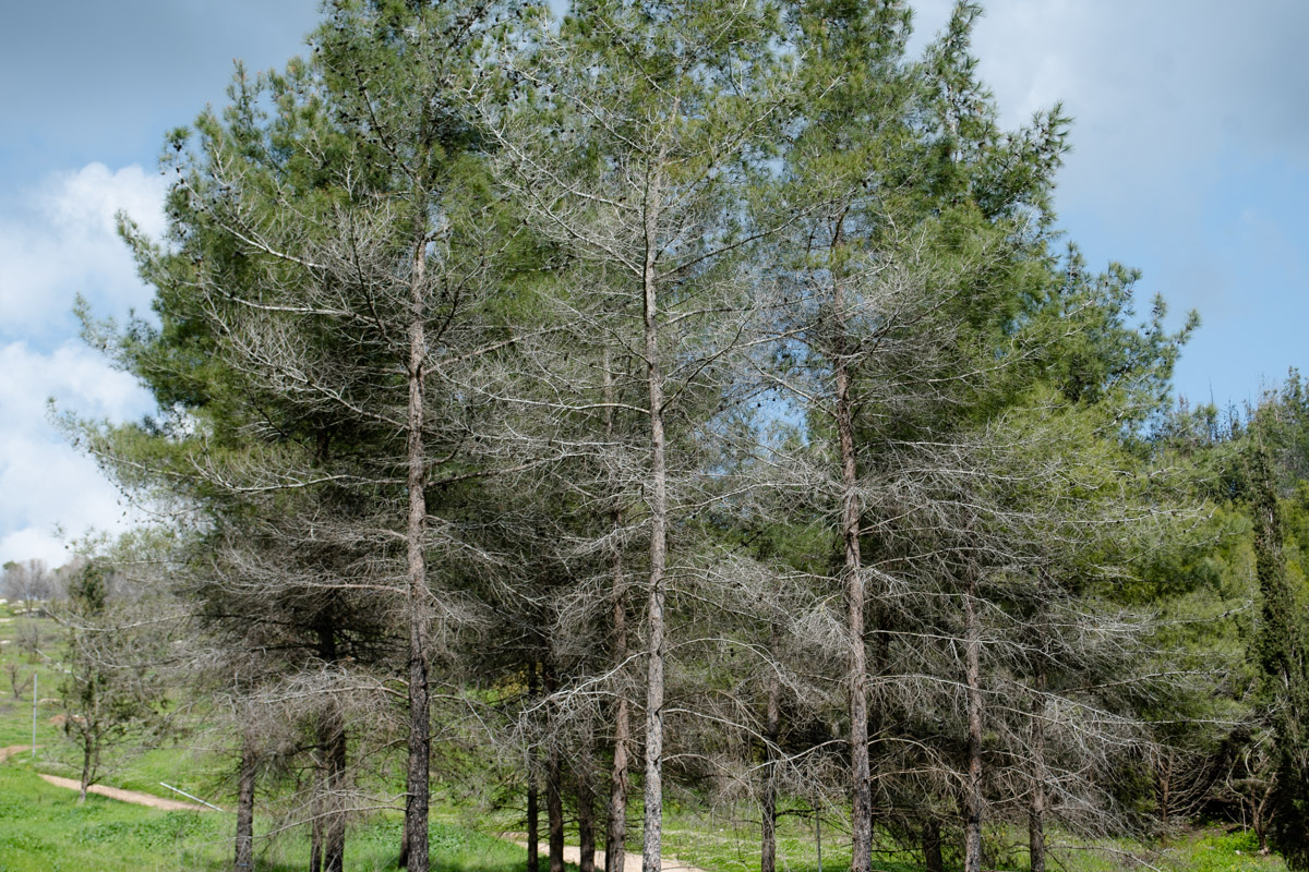 Image of Pinus halepensis specimen.