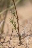 Asperula graveolens. Нижняя часть растения. Ростовская обл., Верхнедонской р-н, окр. хут. Морозовский, ур. Большие Буруны, пески. 24.07.2022.