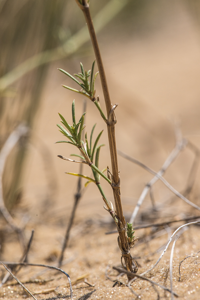 Image of Asperula graveolens specimen.