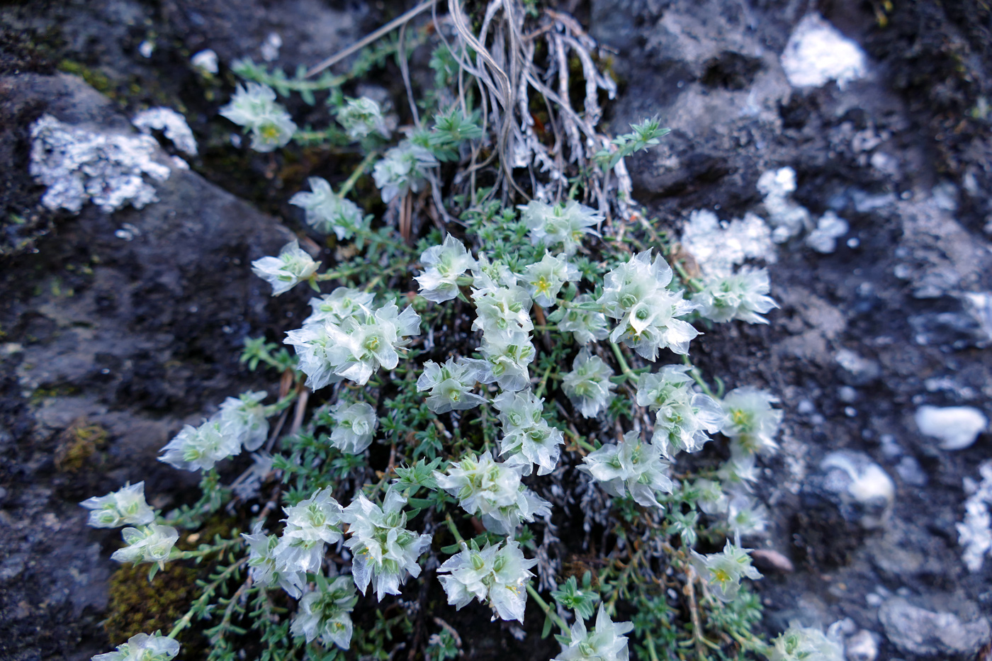 Image of Paronychia pontica specimen.