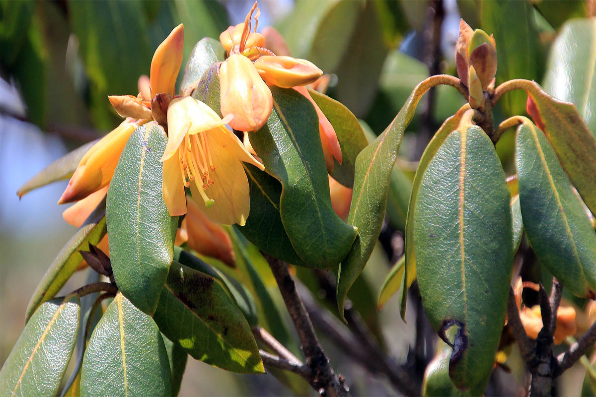 Изображение особи Rhododendron cinnabarinum.