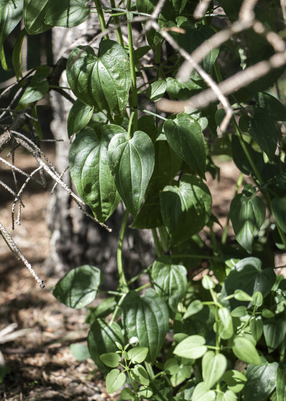 Image of Rubia cordifolia specimen.
