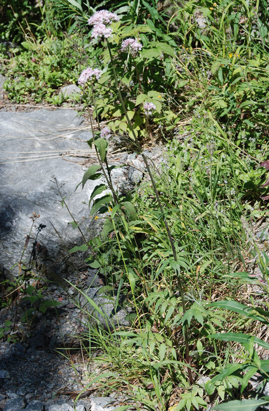 Image of genus Valeriana specimen.