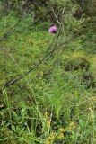 Cirsium heterophyllum. Цветущее растение. Мурманская обл., Кольский р-н, ур. Могильный Ров, верхняя часть склона ущелья, кустарничковый берёзняк с Pinus sibirica, окрайка заболоченного распадка между скал. 29.07.2022.