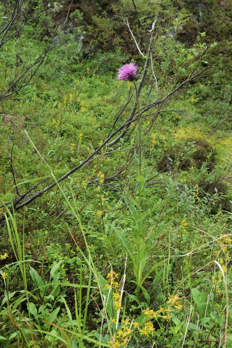 Изображение особи Cirsium heterophyllum.