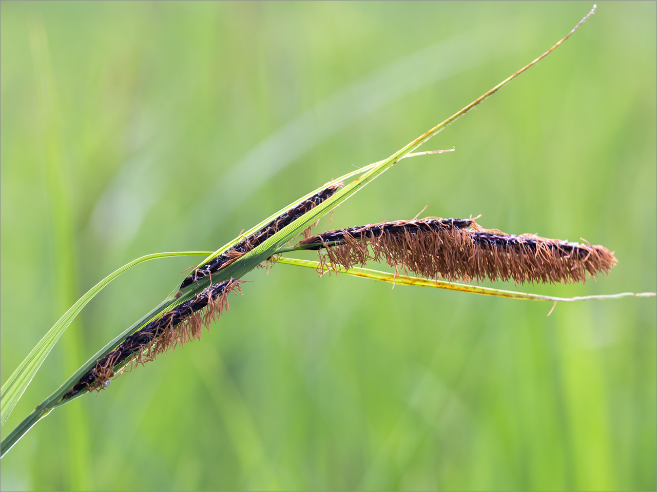 Изображение особи Carex acuta.