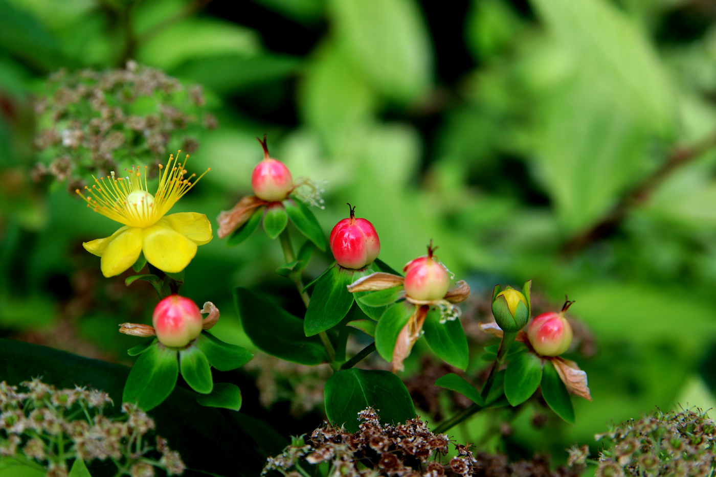 Изображение особи Hypericum androsaemum.