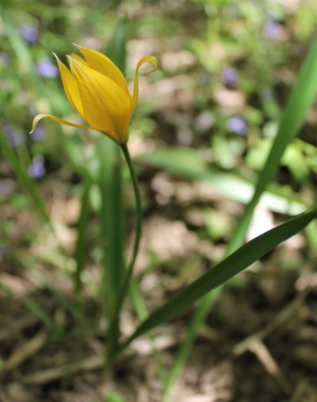 Image of Tulipa australis specimen.