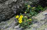 Dasiphora fruticosa. Цветущее растение. Хабаровский край, р-н им. Полины Осипенко, хр. Дуссе-Алинь, окр. оз. Горное, ≈ 1300 м н.у.м., расщелина в скале. 20.07.2021.