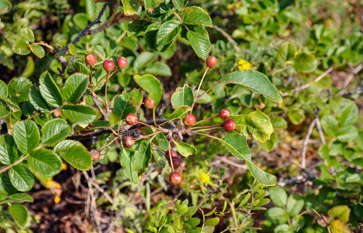 Изображение особи Malus mandshurica.