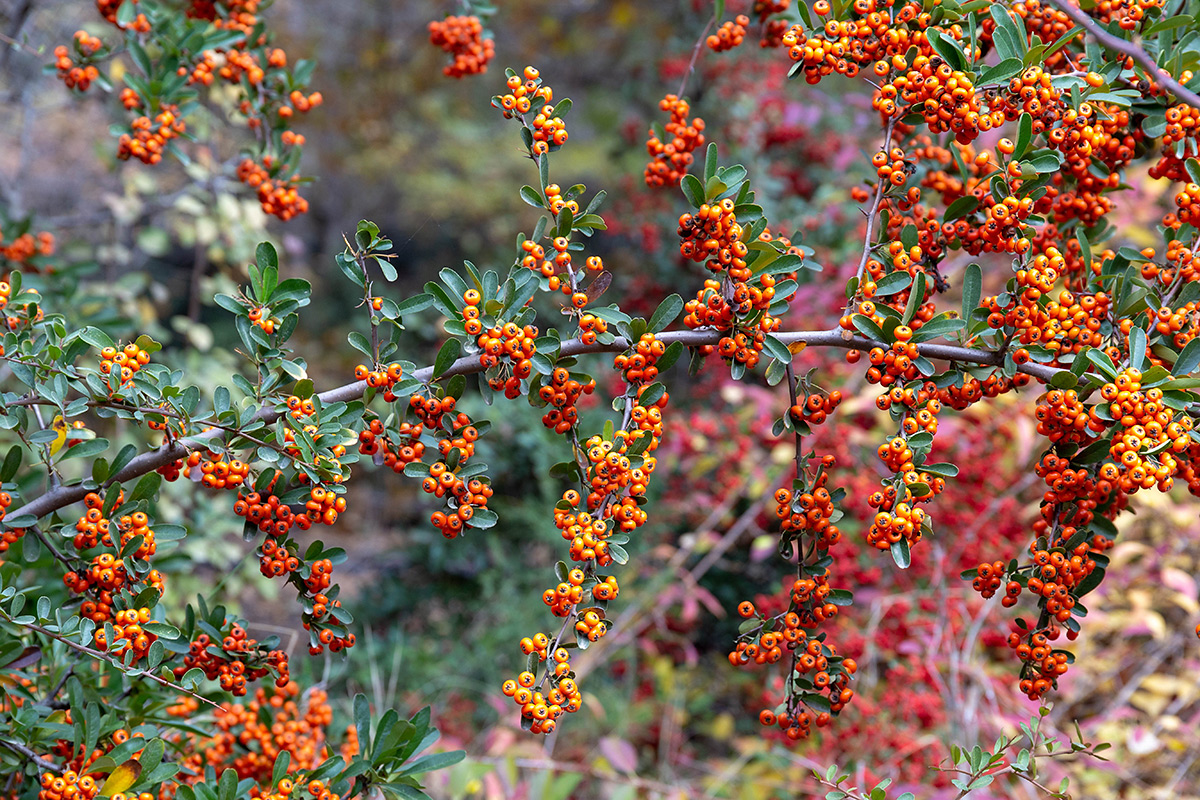 Image of Pyracantha coccinea specimen.