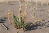 Euphorbia paralias. Плодоносящее растение с отрастающими молодыми побегами. Турция, пров. Мугла, окр. г. Дальян, берег Средиземного моря, пляж Изтузу. 31.12.2022.