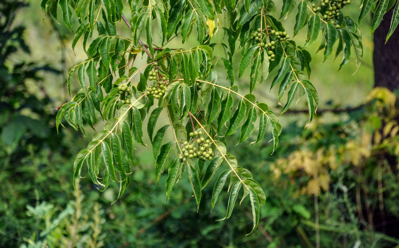 Image of Phellodendron amurense specimen.