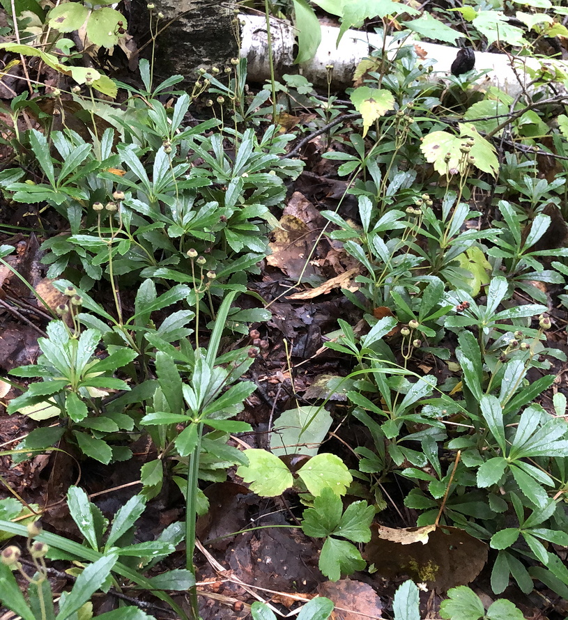 Image of Chimaphila umbellata specimen.