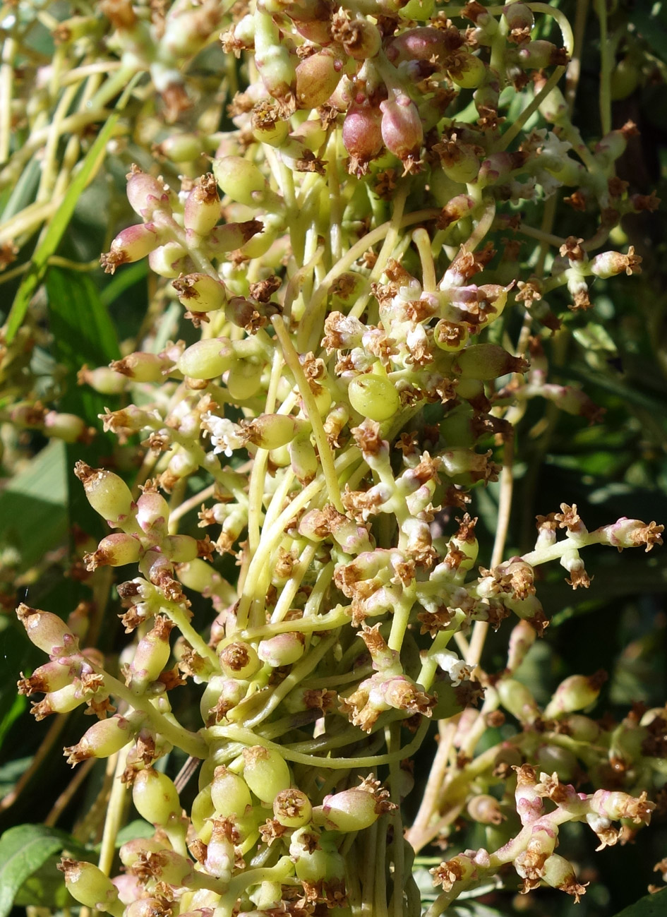 Image of Cuscuta japonica specimen.