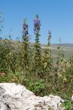 Aconitum nasutum