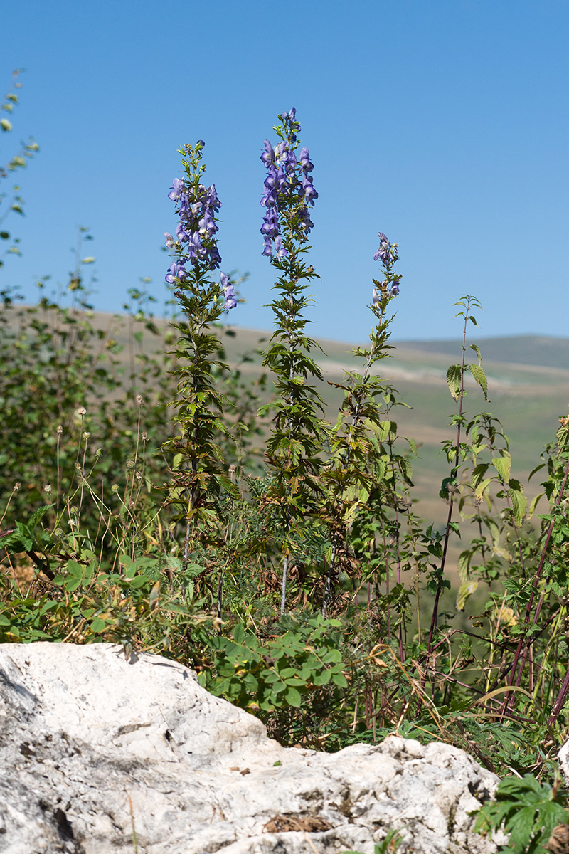 Image of Aconitum nasutum specimen.