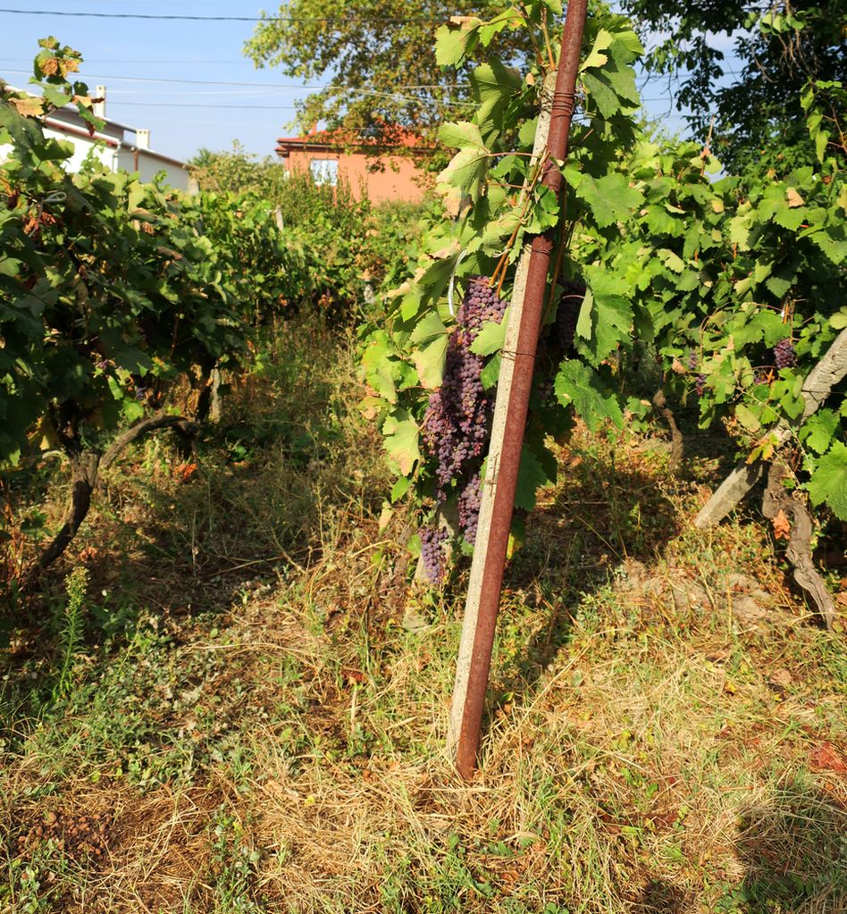 Изображение особи Vitis vinifera.