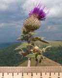 Cirsium euxinum. Верхушка побега с соцветием. Краснодарский край, м/о г. Геленджик, хр. Маркотх, гора Иорданова, ≈ 650 м н.у.м., горный луг. 23.07.2016.