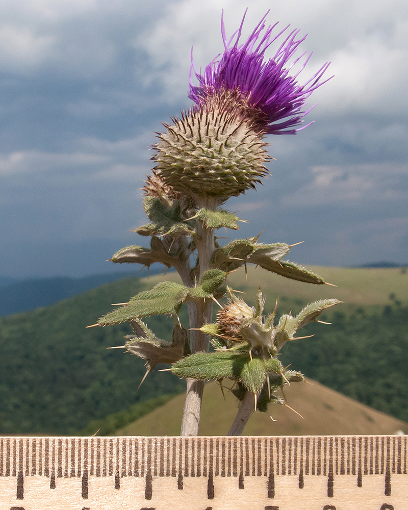 Image of Cirsium euxinum specimen.