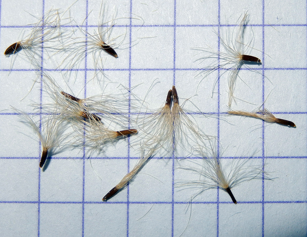 Image of Inula ensifolia specimen.