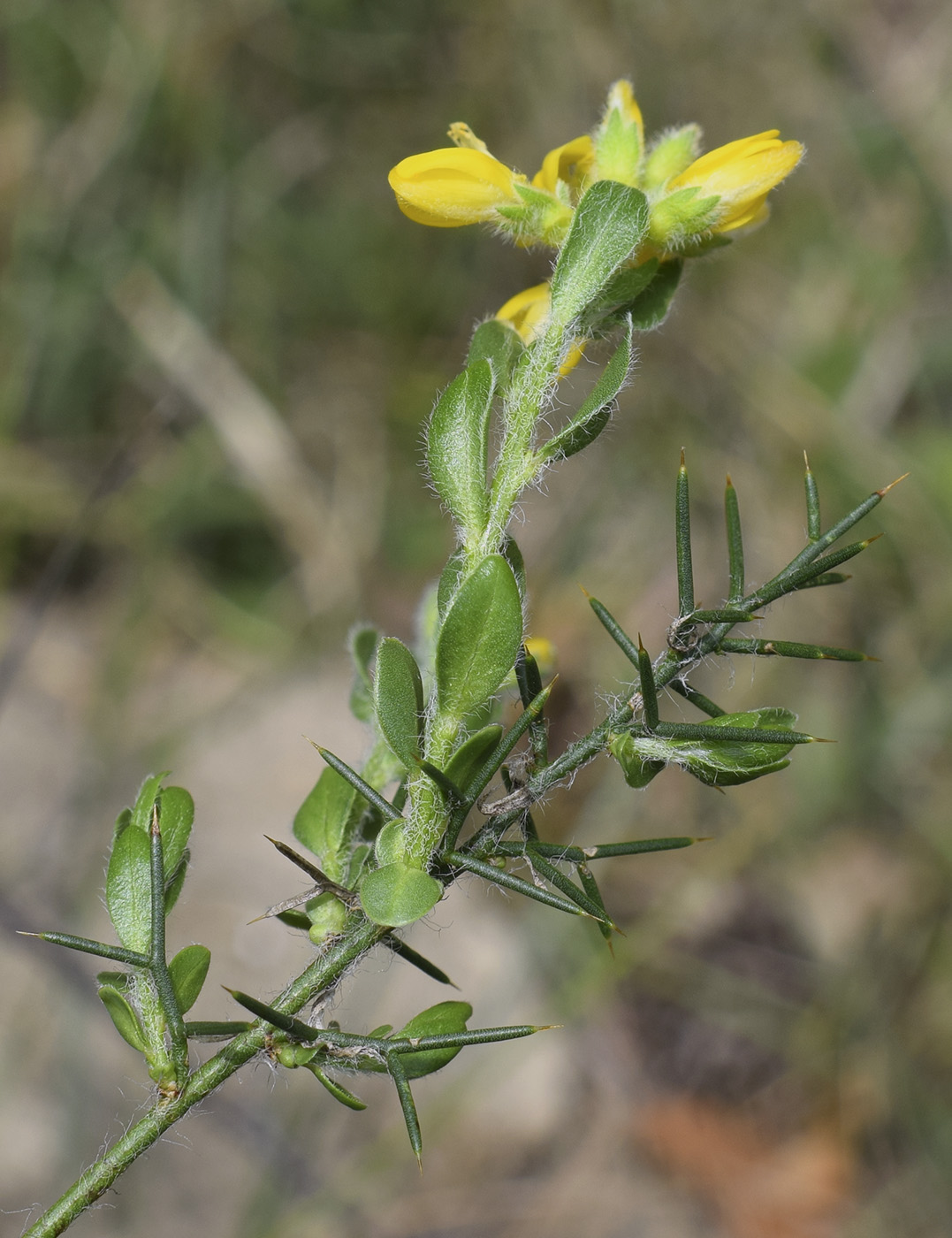 Изображение особи Genista hispanica.