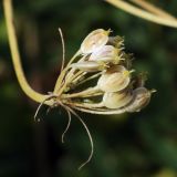 genus Heracleum