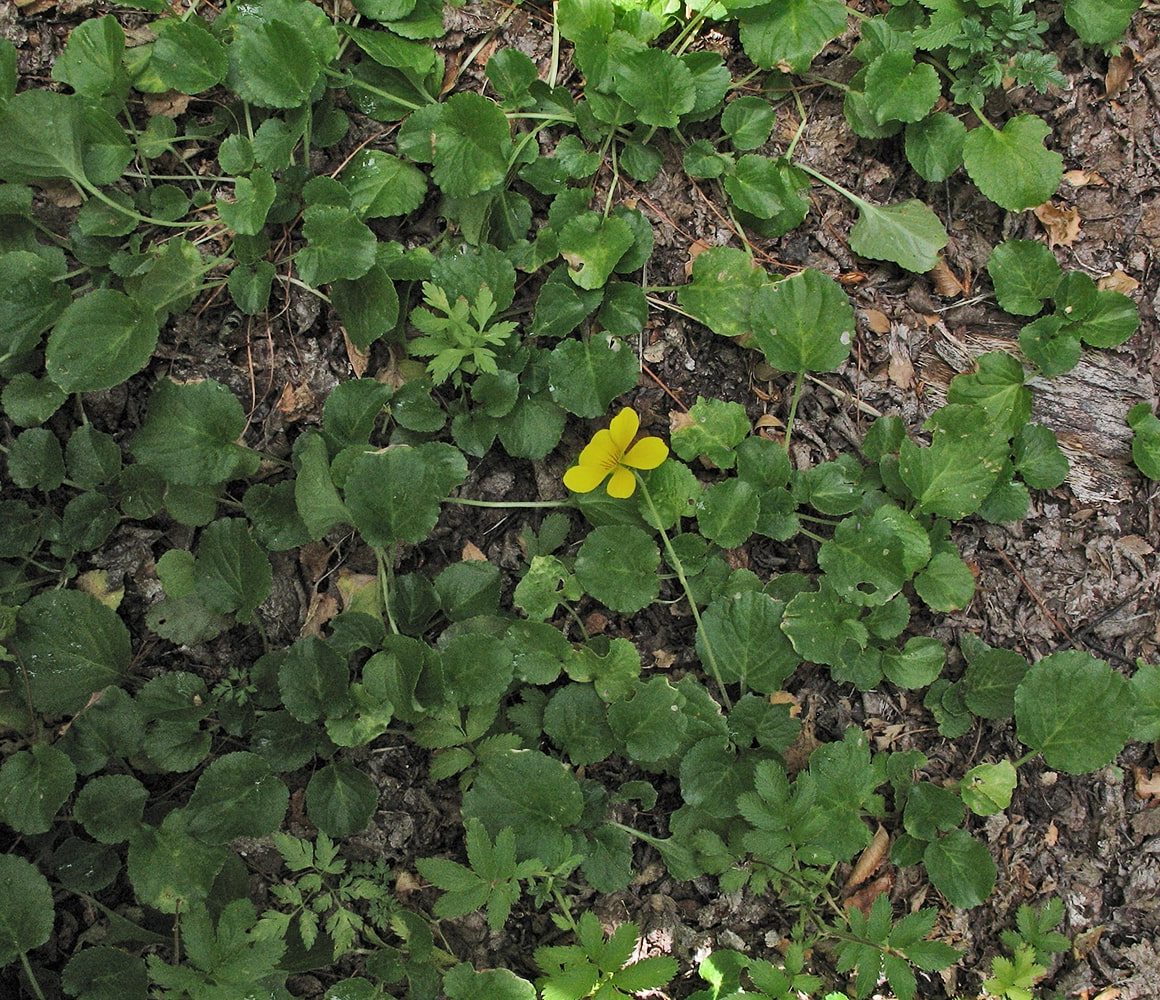 Image of Viola reichei specimen.