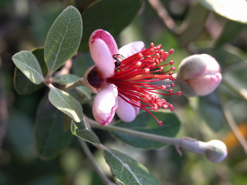 Image of Acca sellowiana specimen.