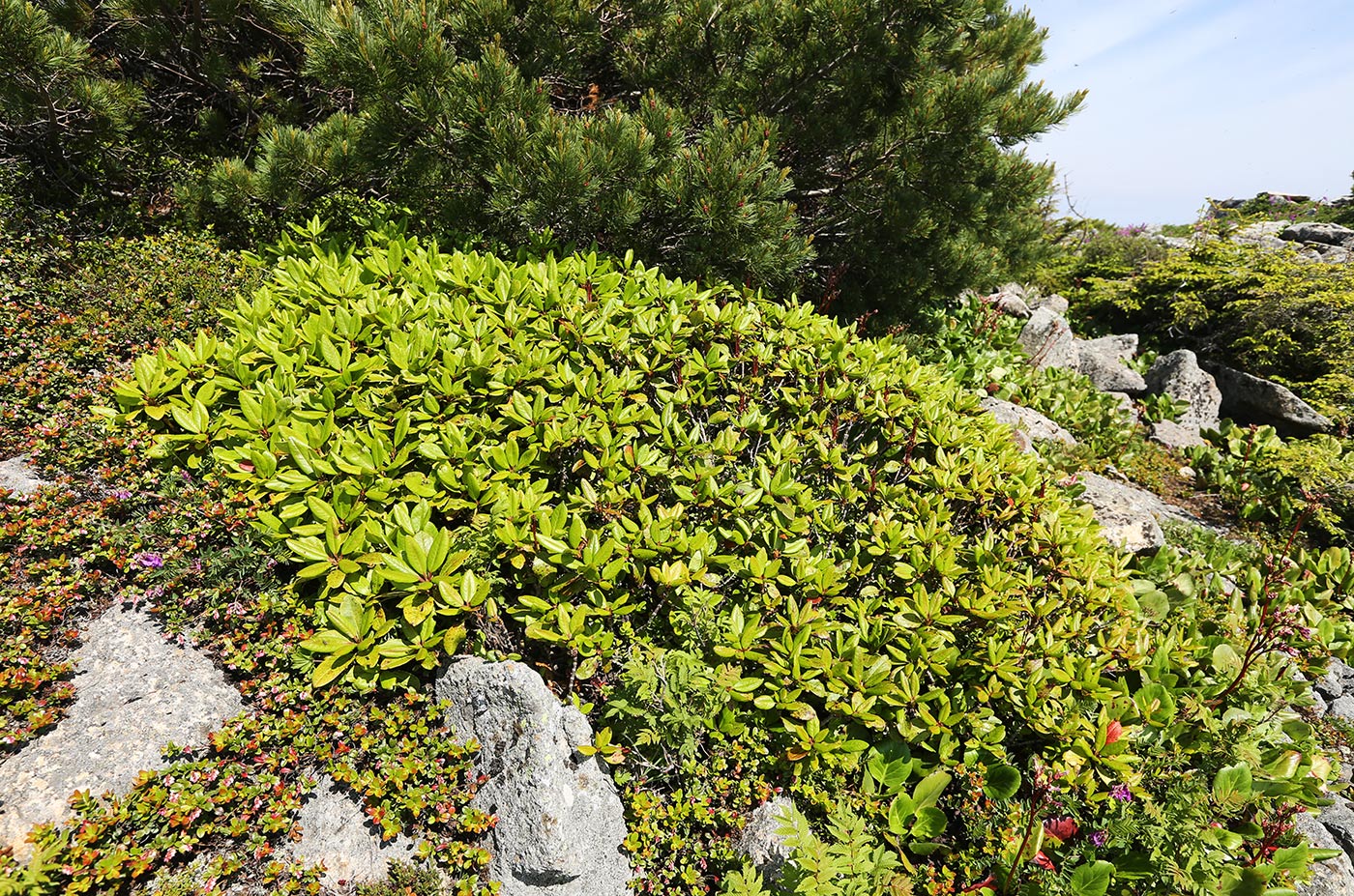 Image of Rhododendron aureum specimen.