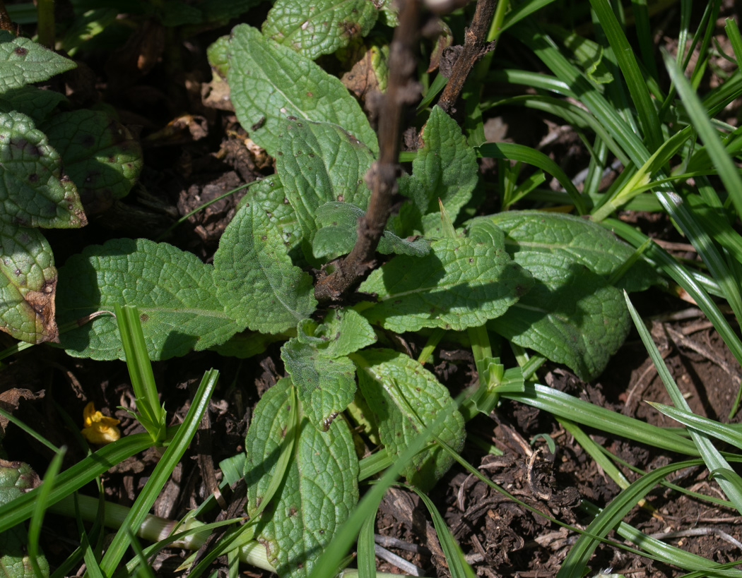 Изображение особи Verbascum virgatum.