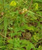 Trifolium aureum