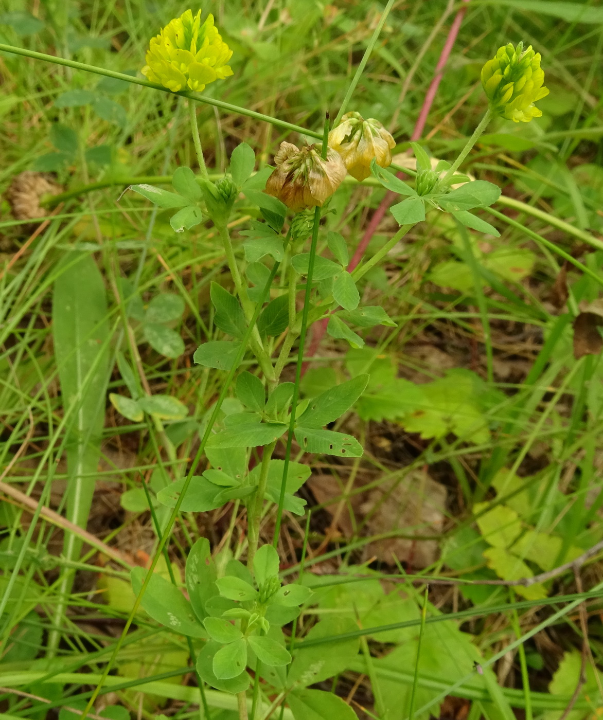 Image of Trifolium aureum specimen.