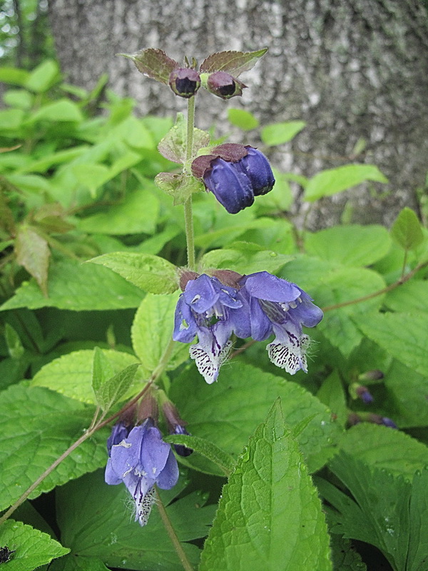 Изображение особи Meehania urticifolia.