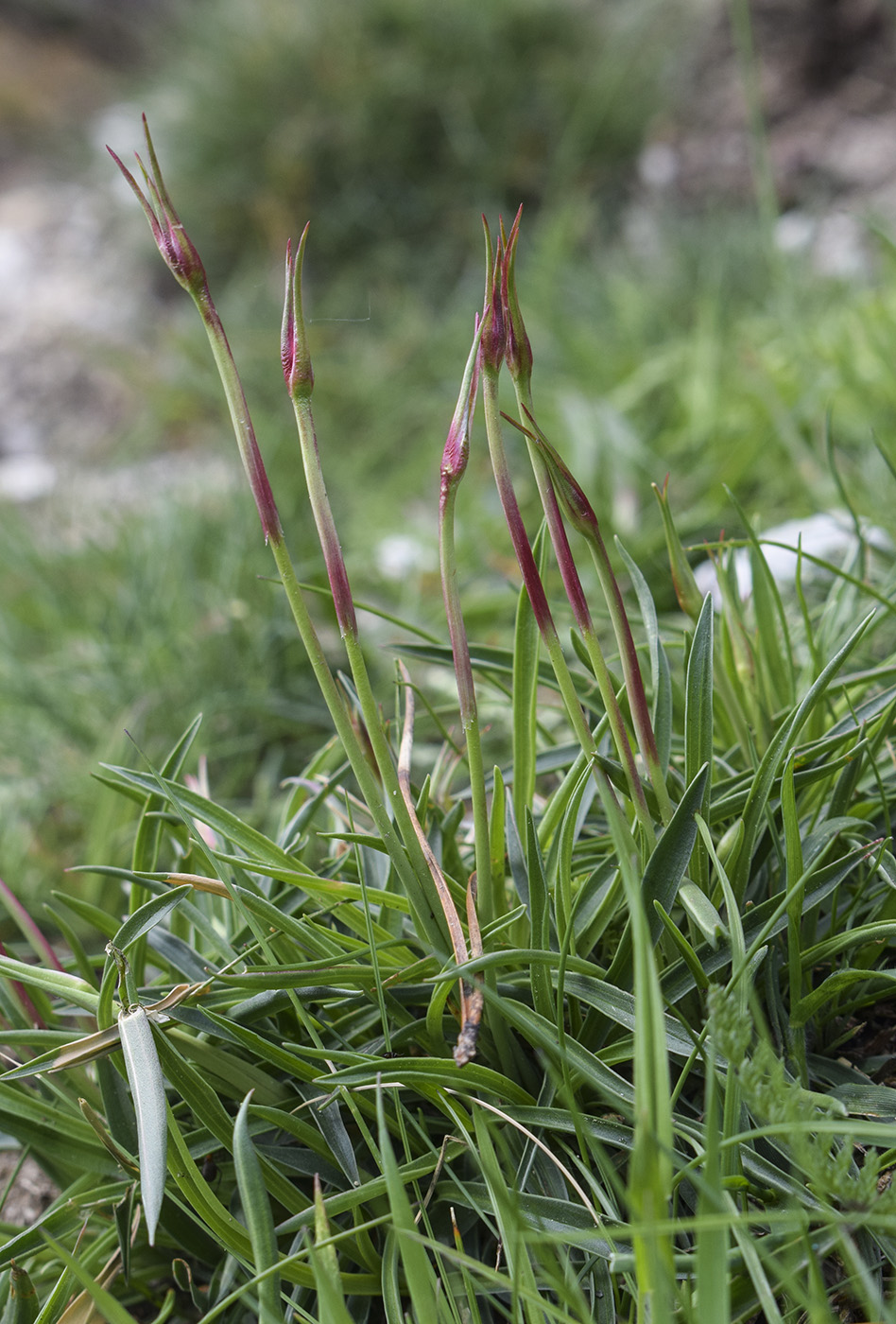 Изображение особи род Armeria.