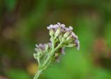 Achillea asiatica. Верхушка цветущего растения. Республика Саха (Якутия), Горный улус, Мытахский наслег, окр. базы \"Уораннах\", лиственничный лес. 23.07.2023.