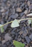 Chenopodium sosnowskyi. Лист (вид на абаксиальную поверхность). Чечня, Шаройский р-н, левый борт долины р. Шикаройакх, ниже селения Шикарой, каменистый склон. 8 августа 2023 г.