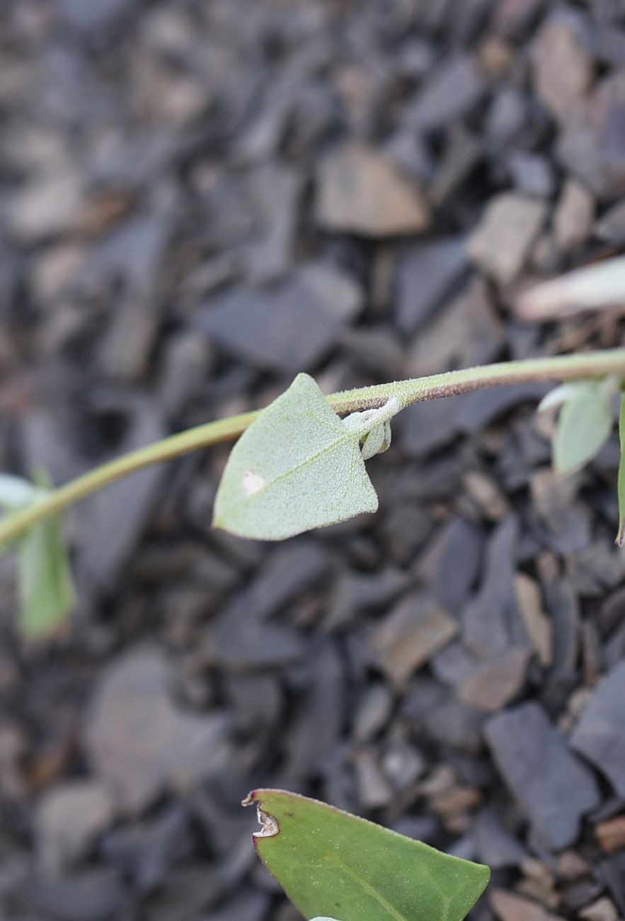 Изображение особи Chenopodium sosnowskyi.